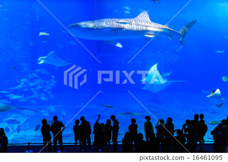 美麗海水族館鯨鯊和曼塔 16461095