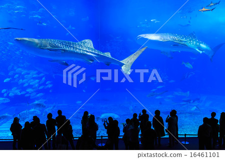 Churaumi Aquarium whale shark Churaumi Aquarium whale shark 16461101