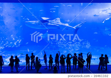 Churaumi Aquarium whale shark and Manta Churaumi Aquarium whale shark and Manta 16461102