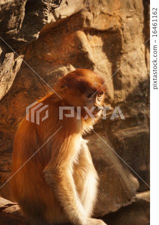 Monza monkey 16461162