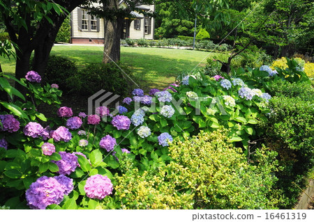 六月繡球花和繡球花304山手意大利山花園 16461319