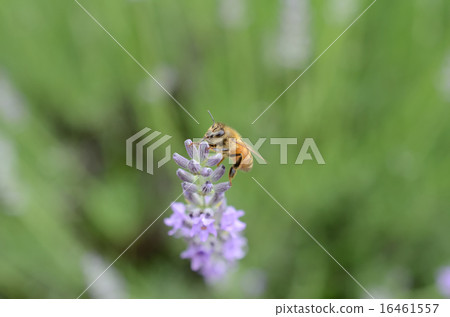 Bee and Lavender 16461557