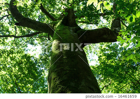 Kusumiyama Otake Pond 16461659
