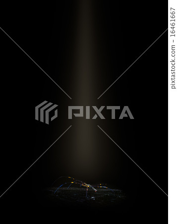 The golden silk orb-weaver 16461667