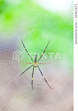 The golden silk orb-weaver The golden silk orb-weaver 16461671