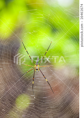 The golden silk orb-weaver The golden silk orb-weaver 16461674