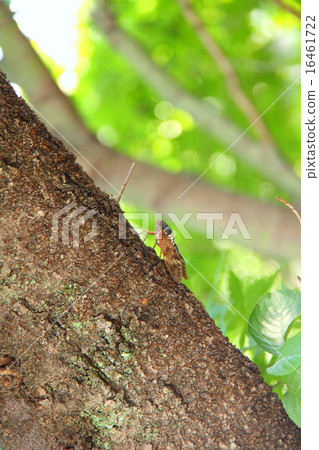 阿布拉茲夏天 阿布拉茲夏天 16461722