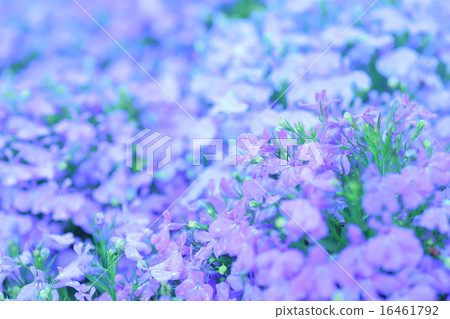 背景材料花田 16461792