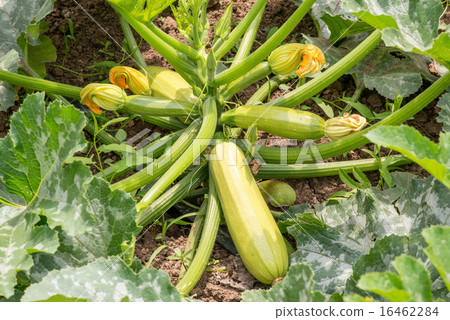 Close up of fresh zucchini with flowers Close up of fresh zucchini with flowers 16462284