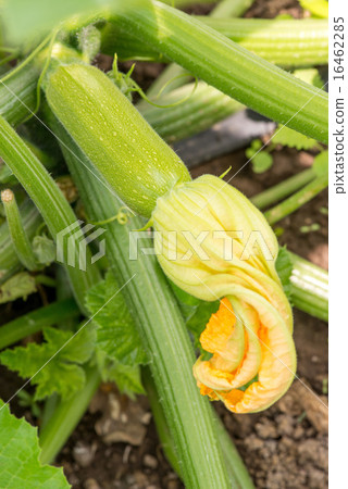 Close up of fresh zucchini with flowers Close up of fresh zucchini with flowers 16462285