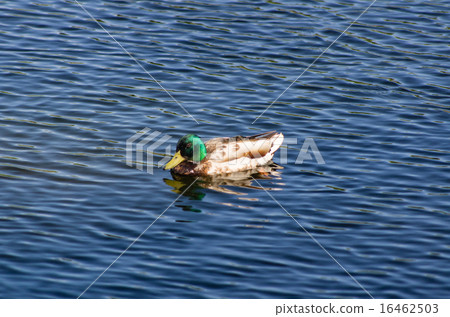 Duck swimming in the pond Duck swimming in the pond 16462503