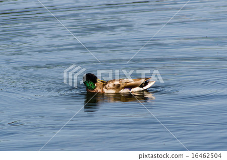 Duck swimming in the pond Duck swimming in the pond 16462504