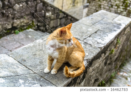 Red cat in Kotor city, Montenegro Red cat in Kotor city, Montenegro 16462783