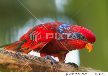 Beautiful Chattering Lory Lorius on a branch 16463442