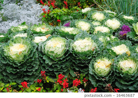 bed with cauliflowers and flowers bed with cauliflowers and flowers 16463687