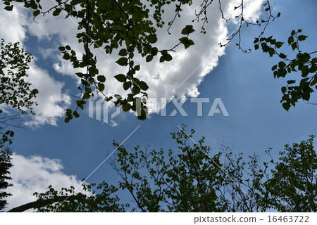 天空 16463722