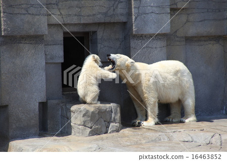 觸摸父母和孩子Bakuma _母親 16463852