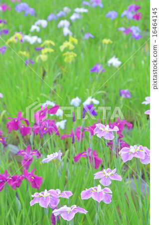 鳶尾花 16464145