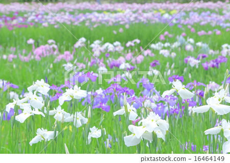 鳶尾花 16464149