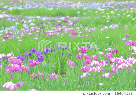 鳶尾花 16464151