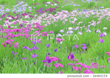 鳶尾花 16464154