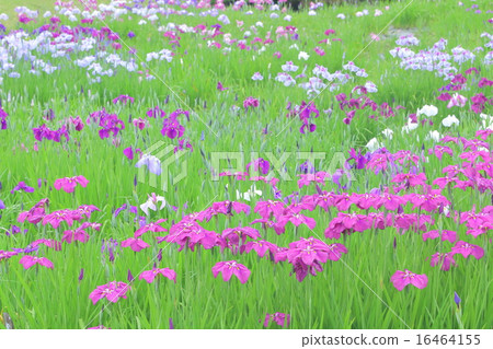 鳶尾花 16464155