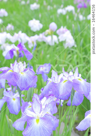 鳶尾花 16464156