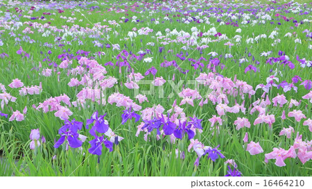 鳶尾花 16464210