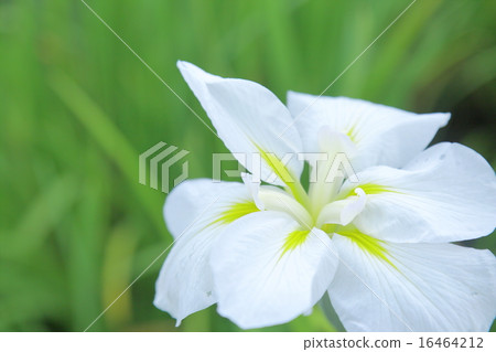 虹膜虹膜(微距拍攝) 虹膜虹膜(微距拍攝) 16464212