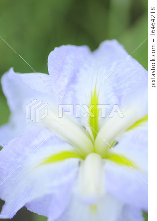 虹膜虹膜（微距拍攝） 16464218