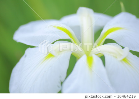 虹膜虹膜（微距拍攝） 16464219