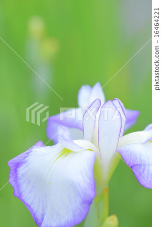 虹膜虹膜（微距拍攝） 16464221