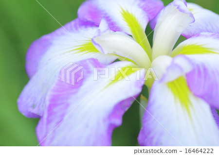 虹膜虹膜（微距拍攝） 16464222