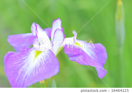 虹膜虹膜（微距拍攝） 16464225