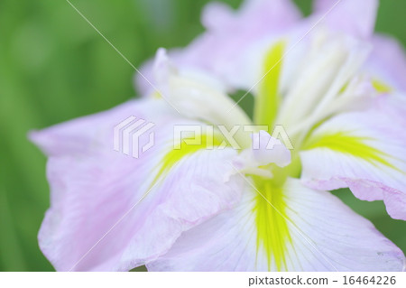 虹膜虹膜（微距拍攝） 16464226