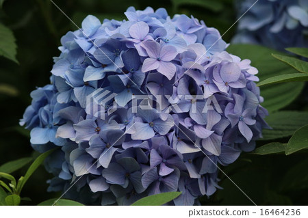 2色繡球花 2色繡球花 16464236