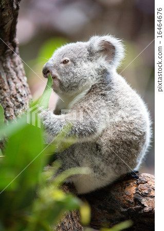 Baby koala while eating 16464676