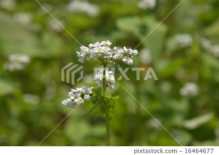 Buckwheat flowers 16464677