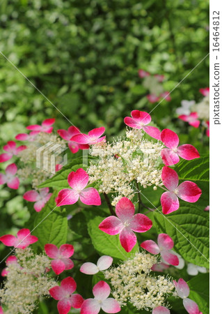 Kureai Yama Hydrangea 16464812