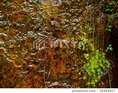 Insectivorous plants Moonsengoke 16464927