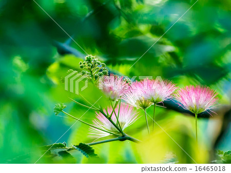 花樹花 16465018