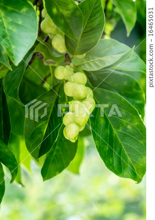 Young fruit of Kobushi 16465031