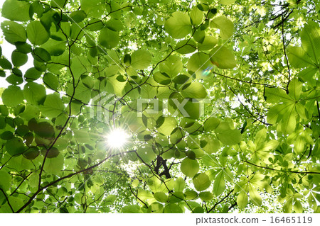 Fresh green forest Fresh green forest 16465119