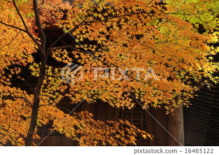 埼玉Hirinji的秋葉 16465122