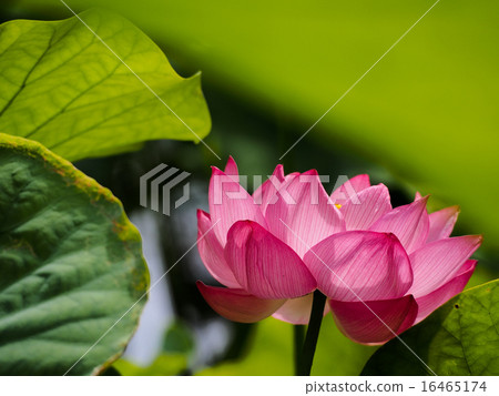 Lotus flower  16465174