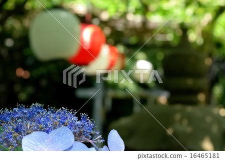 Aji's Flower 16465181