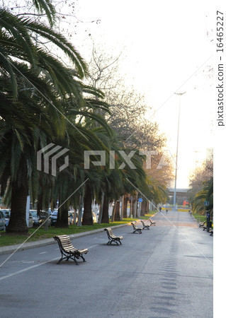 棕櫚樹和長凳在巴塞羅那的長廊上 棕櫚樹和長凳在巴塞羅那的長廊上 16465227