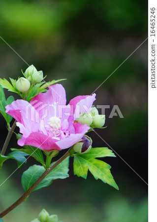 玫瑰沙龍 玫瑰沙龍 16465246