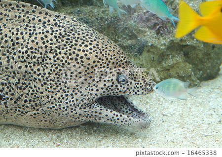 親吻十字花科植物 親吻十字花科植物 16465338