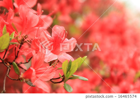 Azalea 16465574